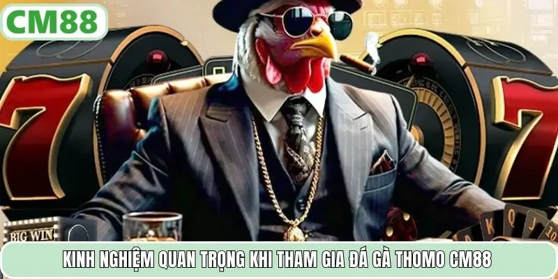 Kinh nghiệm quan trọng khi tham gia đá gà Thomo CM88